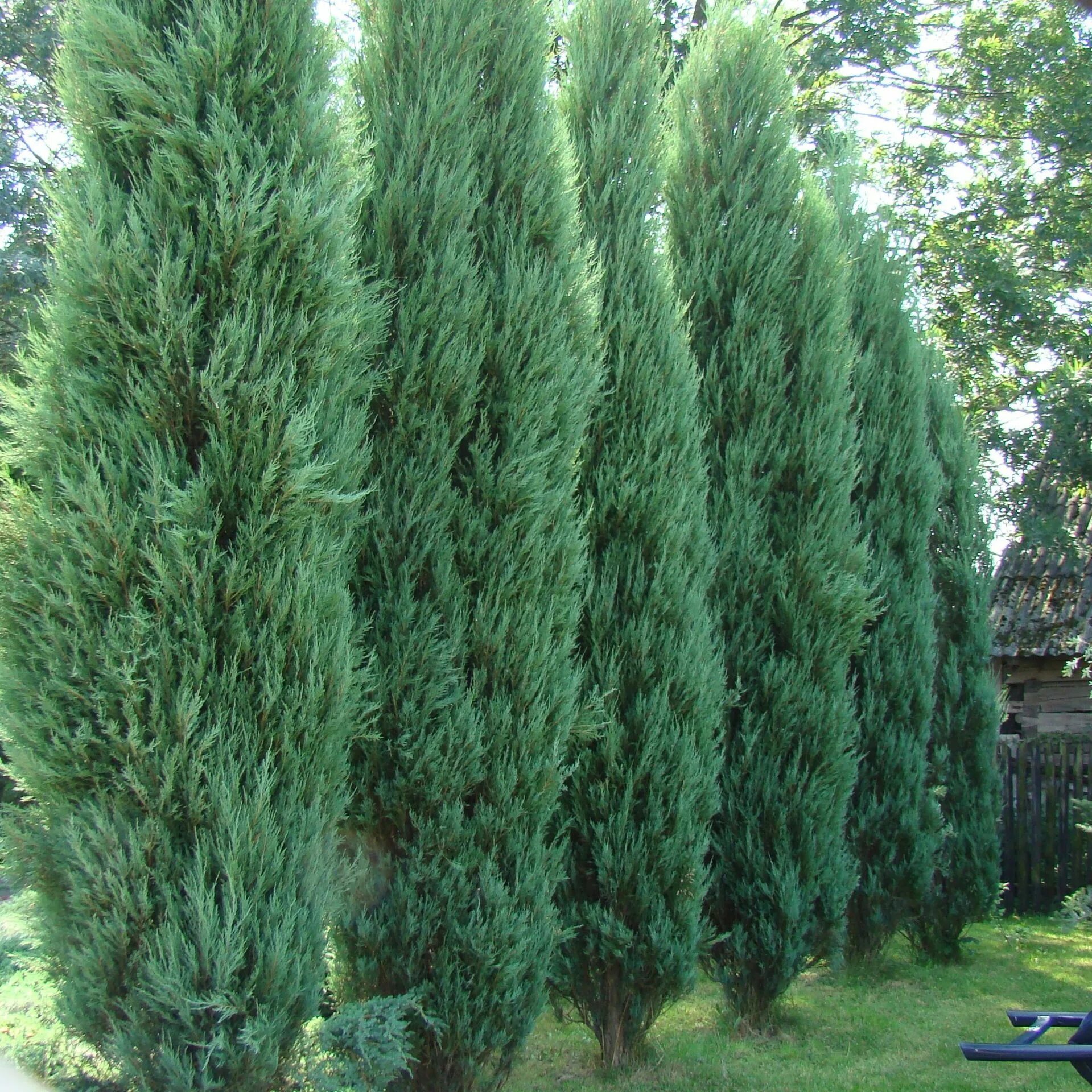 Blue Arrow Juniper / Virginia Juniper / Rocky Mountain (Juniperus Scopulorum) Bl