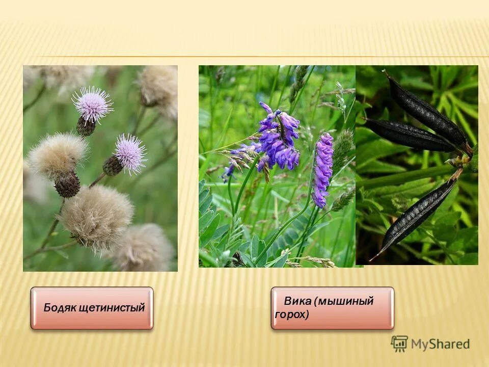 Горошек мышиный семейство. Цепь питания кобылка. Мышиный горошек корневая система. Горошек мышиный. Усики мышиного горошка это видоизмененные.