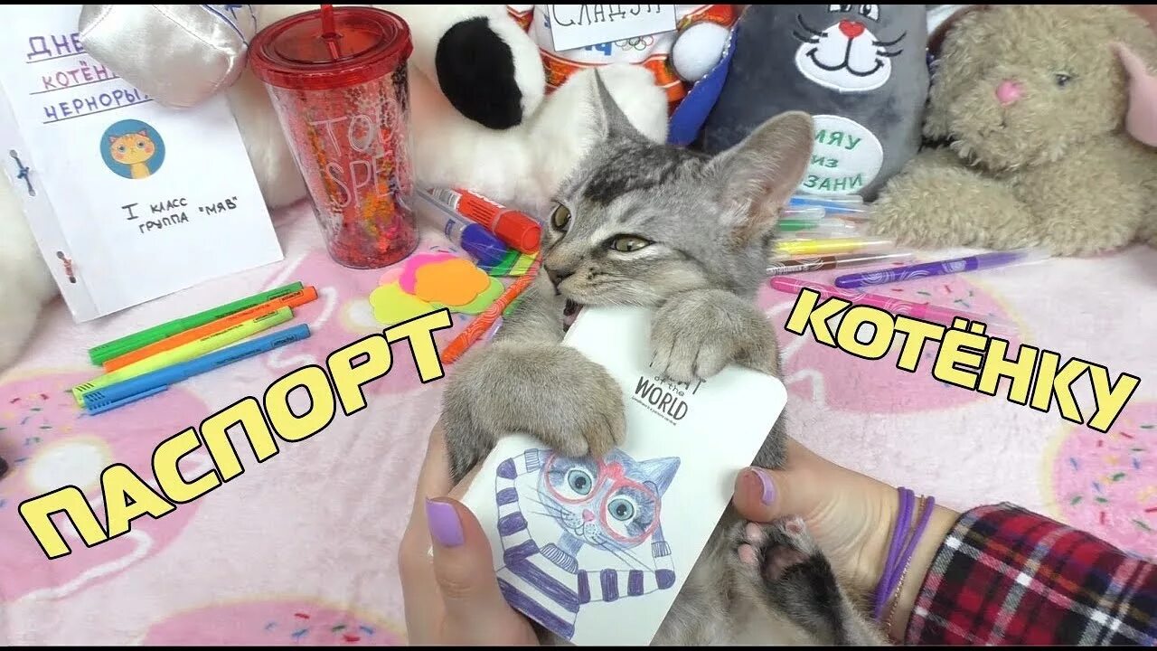 Включить школу сладуна. Школа сладуна. школа сладуна ляпота. школа кота сладуна. канал школа сладуна.