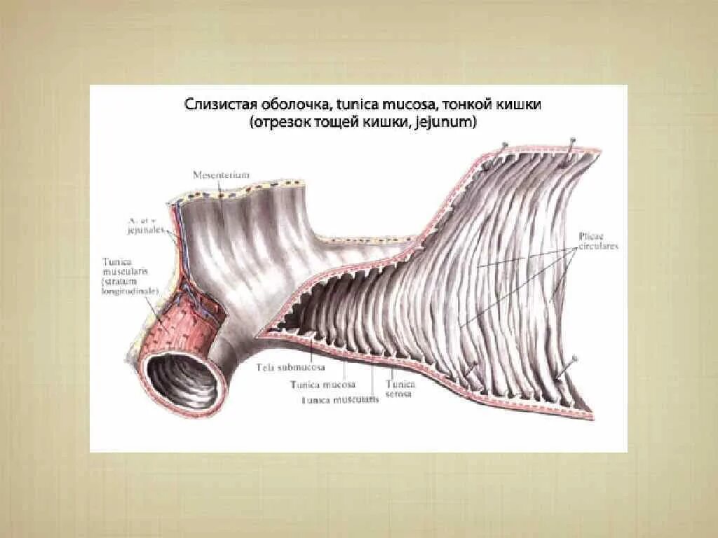 Тонкая кишка препарат анатомия. Тонкая кишка анатомия Синельников. Внутреннее строение тонкой кишки. Тощая кишка препарат анатомия. Слизистый на латинском