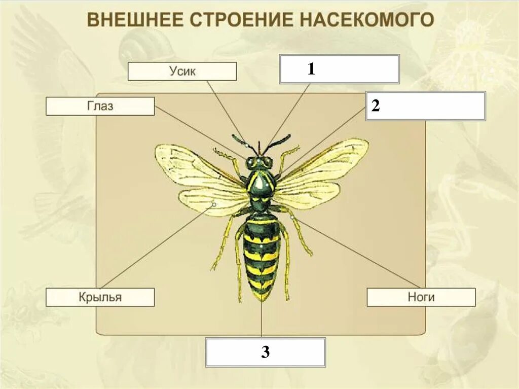 Внешнее строение насекомого схема. Класс насекомые внешнее строение. Внешнеес троение насекомомго. Строение тела насекомых.