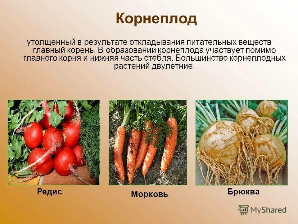 Приведите примеры овощных