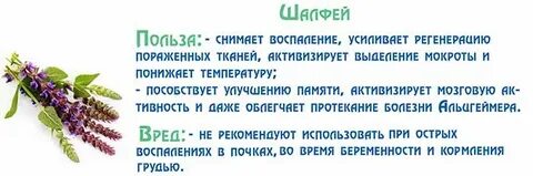 Шалфей для женщин противопоказания