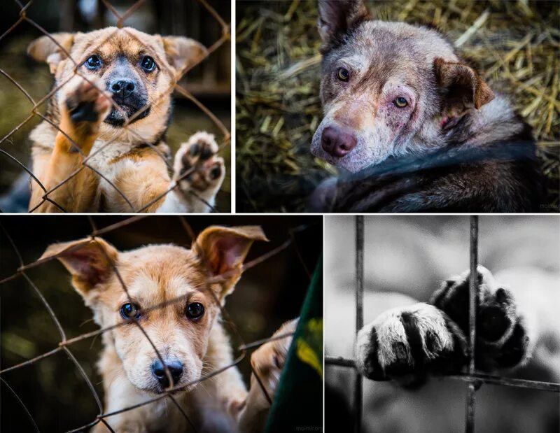 Бездомные животные коллаж. Акция в поддержку бездомных животных. Статьи про бездомных животных. Уличные животные. Бродячие собаки.