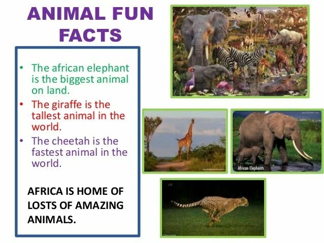 Facts about animals. Facts about animals for Kids. Interesting facts about animals for children. Interesting facts about animals 4 класс.