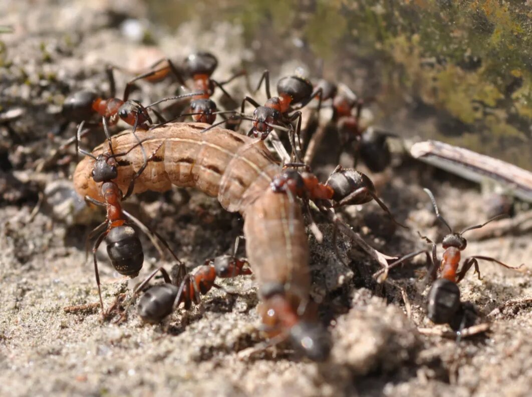 Рыжий муравей питание. Рыжий Лесной муравей (Formica Rufa). Формика Руфа Муравейник. Рыжие Лесные муравьи лиственной расы. Рыжий Лесной муравей личинка.