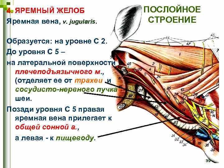 Область шеи животных. Область шеи животных