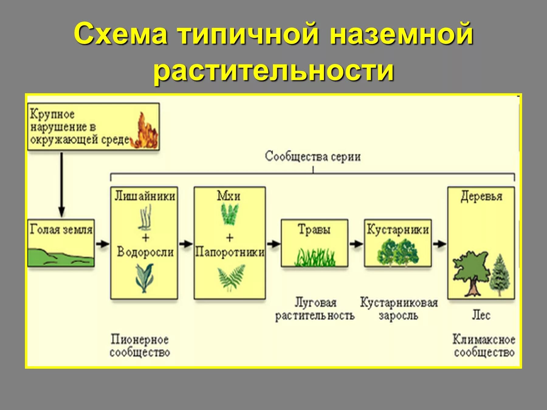 Этапы смены растительного сообщества. Экологическая сукцессия. Смена растительных сообществ. Примеры сукцессии в биологии. Сукцессии экология презентация.