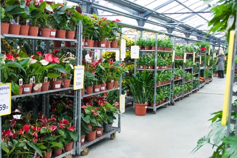 Рынок цветов. Рынок комнатных растений. Рынок комнатных растений. Рынок горшечных растений. Рынок комнатных растений.