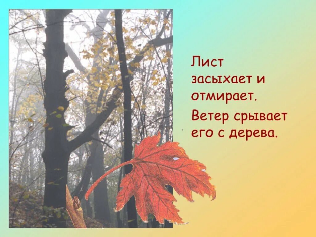 На солнце сох лист. Ветер срывает листья с деревьев. Ветер срывает листья осенью. Стихи о засохшем дереве. Картинки дети обрывают листья деревьев.