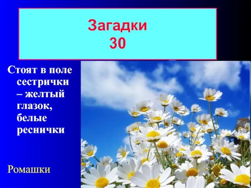 Загадка стоят в лугах сестрички золотой. Стоят в поле сестрички желтый глазок белые реснички. Загадка про ромашку. Загадка стоят в поле сестрички желтый глазок белые реснички. Загадка про ромашку для детей.