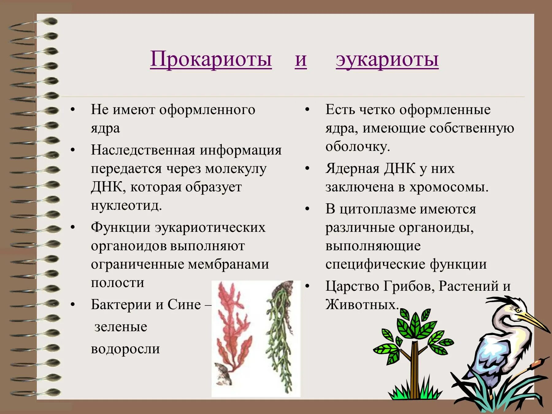 Термин прокариот. Понятия прокариоты и эукариоты 5 класс. Прокариоты и эукариоты 5 класс. Эукариоты и прокариоты 6 класс биология. Проакариоты и эукариот.