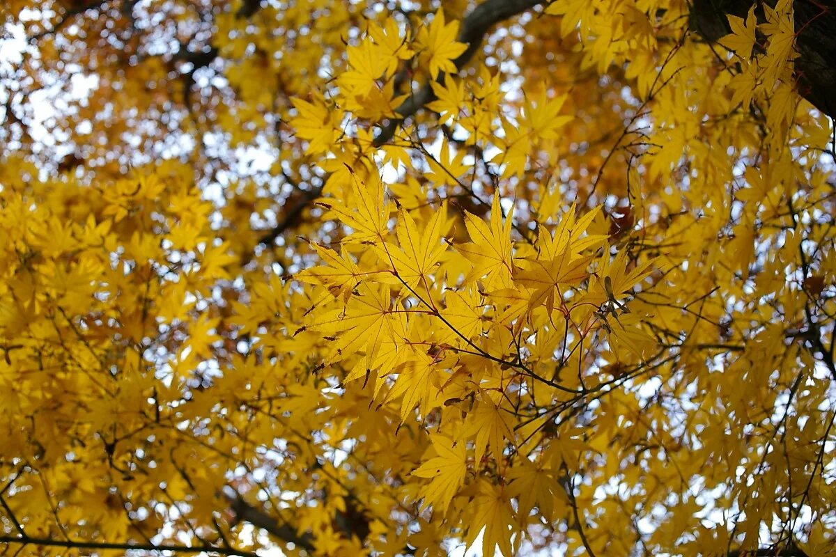 Под желтым кленом. Клен осенью желтые дерева. Клён жёлтый. Под желтым кленом. Клен дерево.