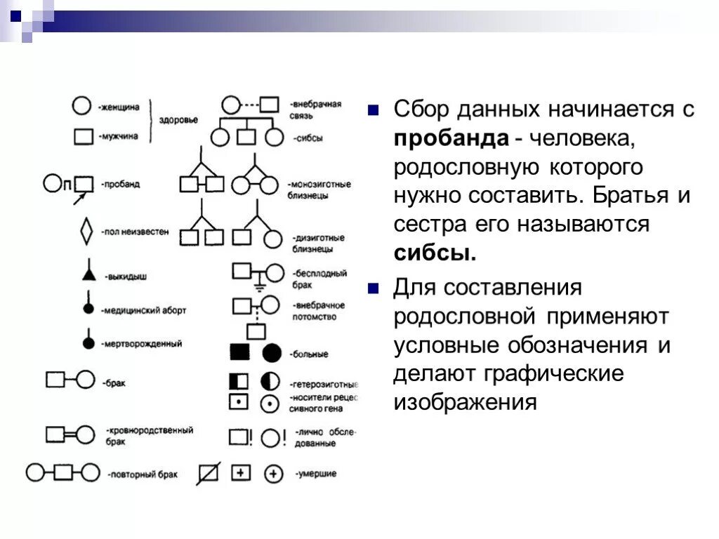 Условные обозначения в генеалогическом древе