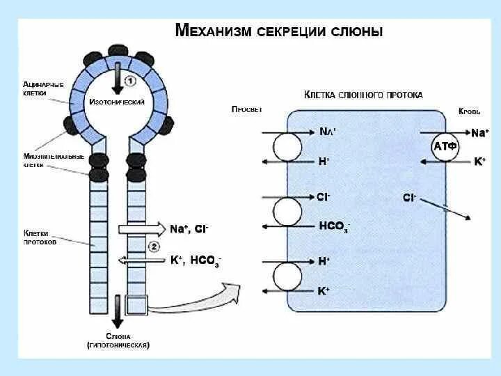 Механизм слюны. Механизм секреции слюны биохимия. Механизм образования слюны биохимия. Механизм секреции слюны кратко. Схема секреции слюны.