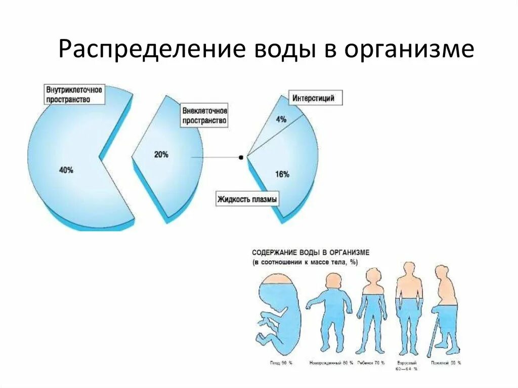 Распределение жидкости в организме схема. Распределение воды в организме человека. Схема распределения воды в организме. Как распределяется вода в организме.