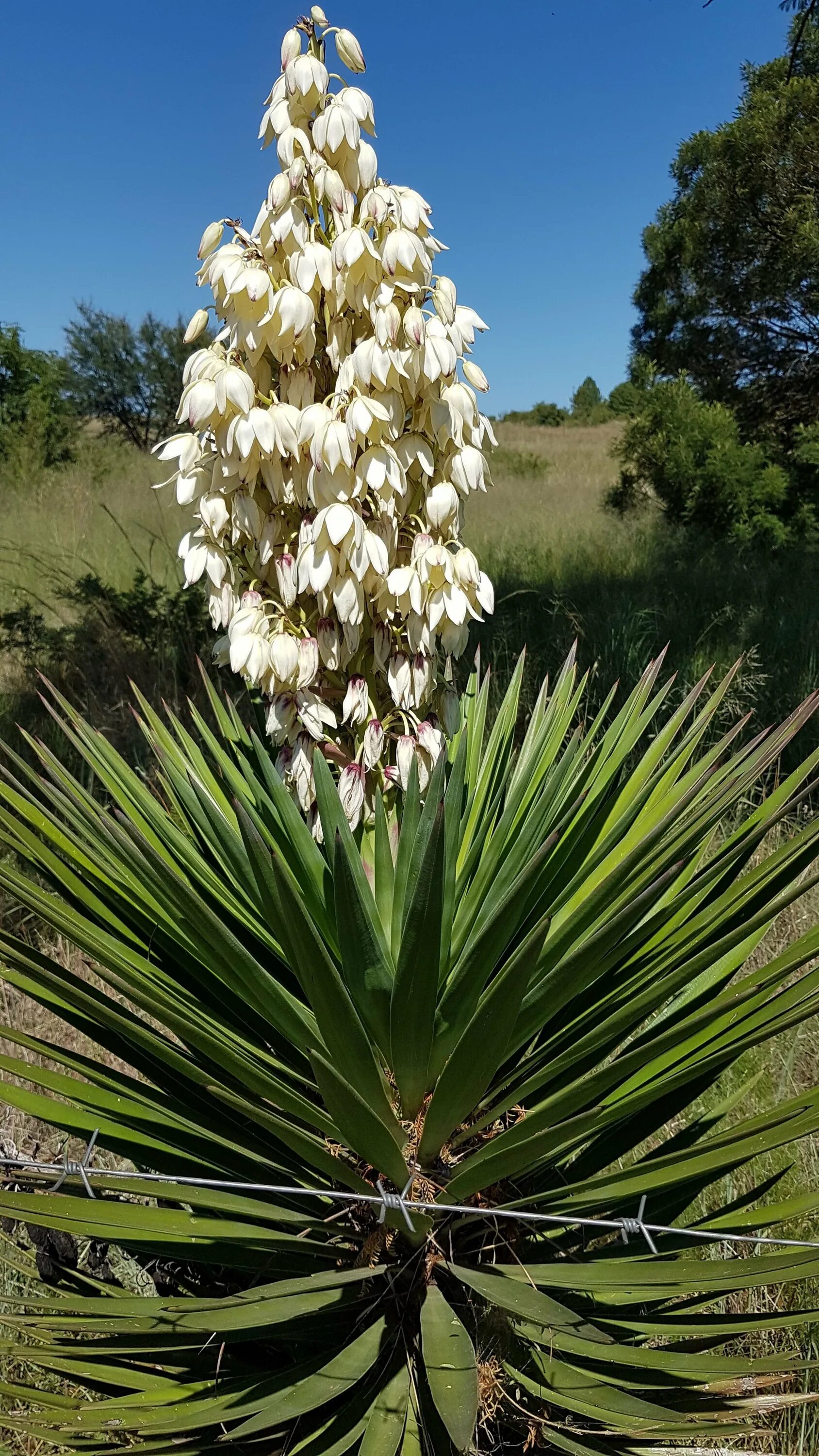 Юкко. Юкка нитчатая Садовая. Юкка Yucca filamentosa. Юкка Садовая Пальма. Юкка остролистная.