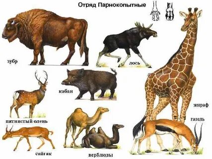 Млекопитающие жвачные животные