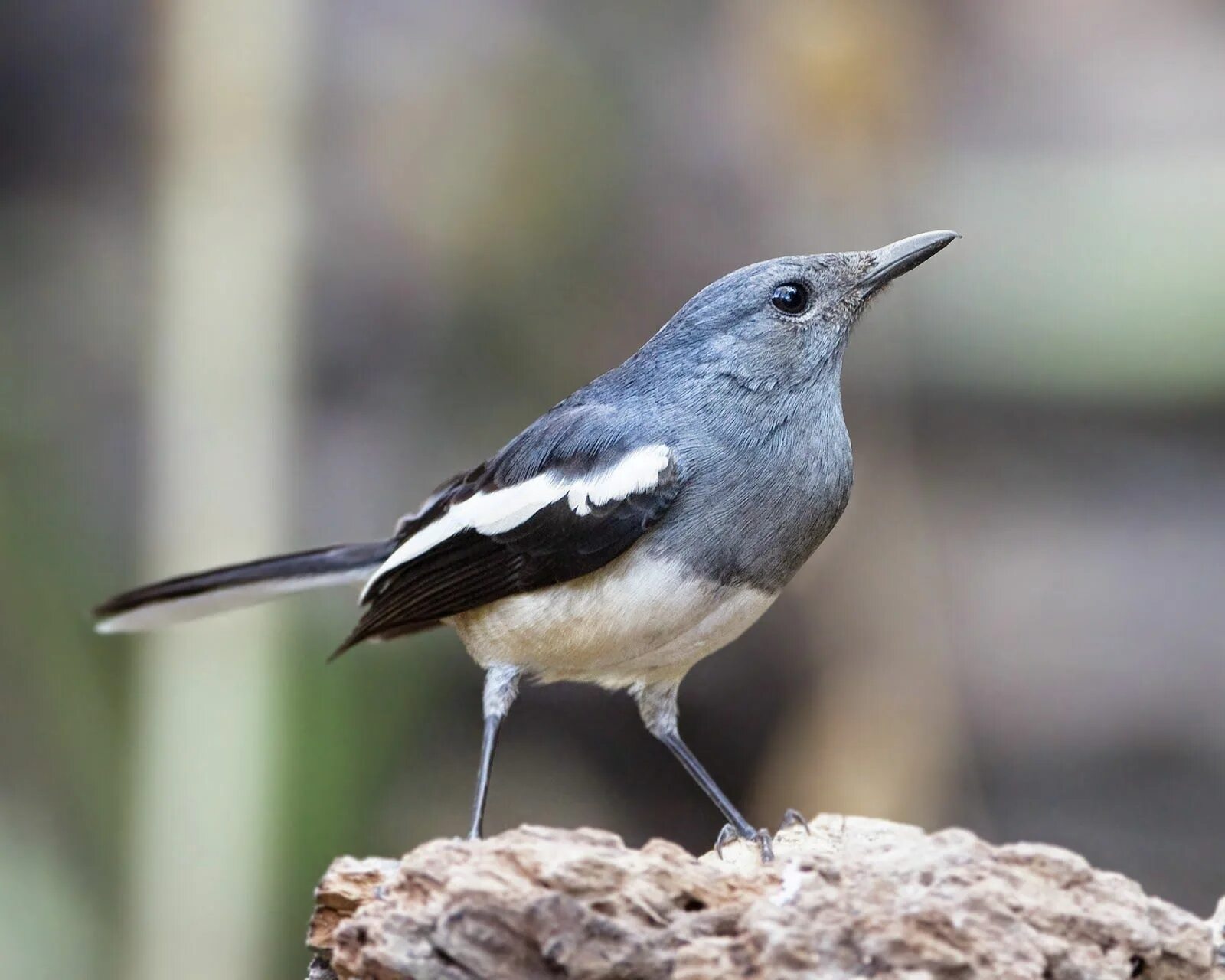 National bird. Copsychus saularis. Сорочья Славка. Национальная птица Эстонии. Сорочья Славки Сорочьи Славки.