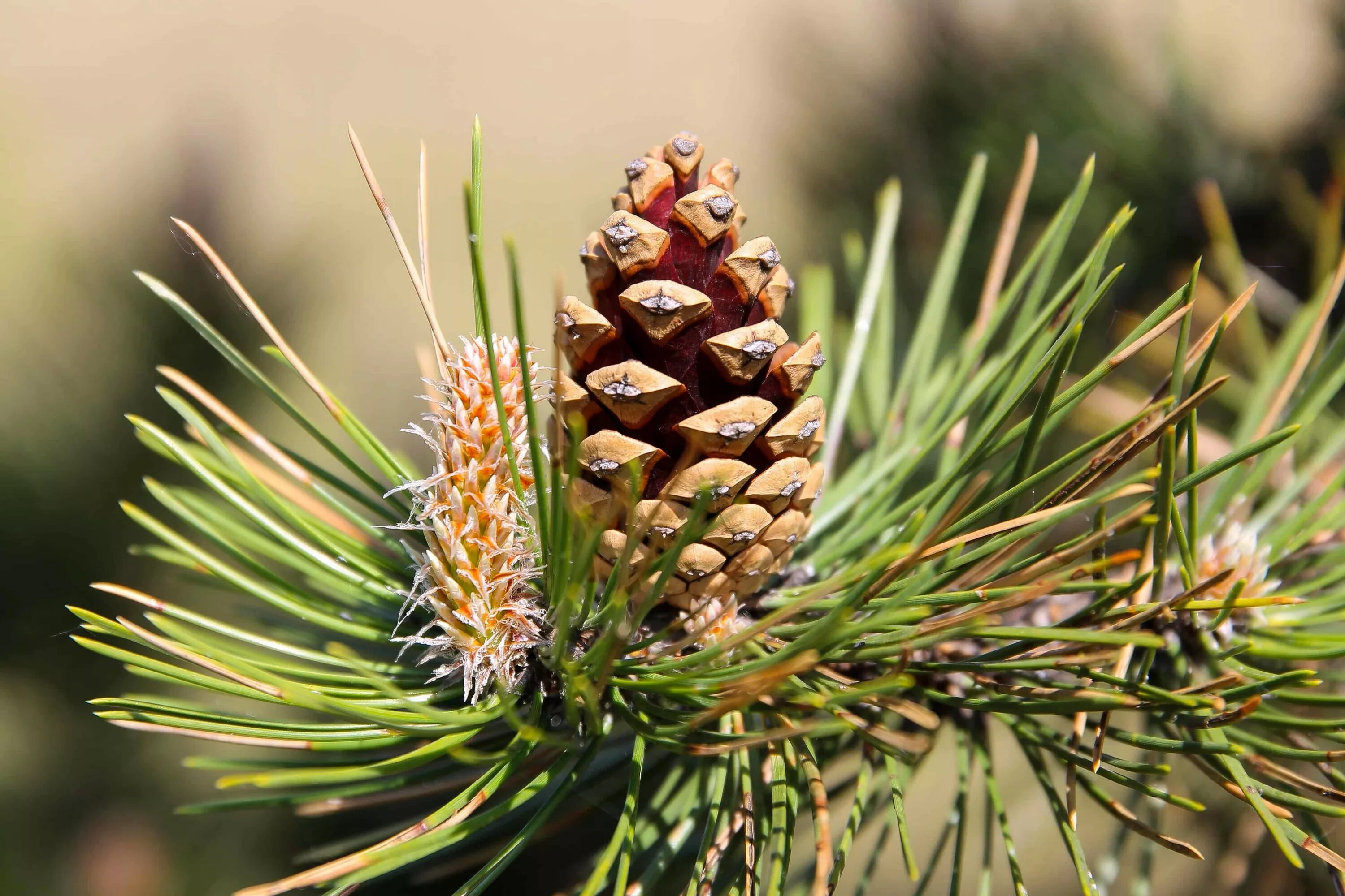 Плод хвойного. Pinus Sylvestris шишки. Сосна Алеппская шишки. Pinus nigra шишки. Pinus peuce шишка.