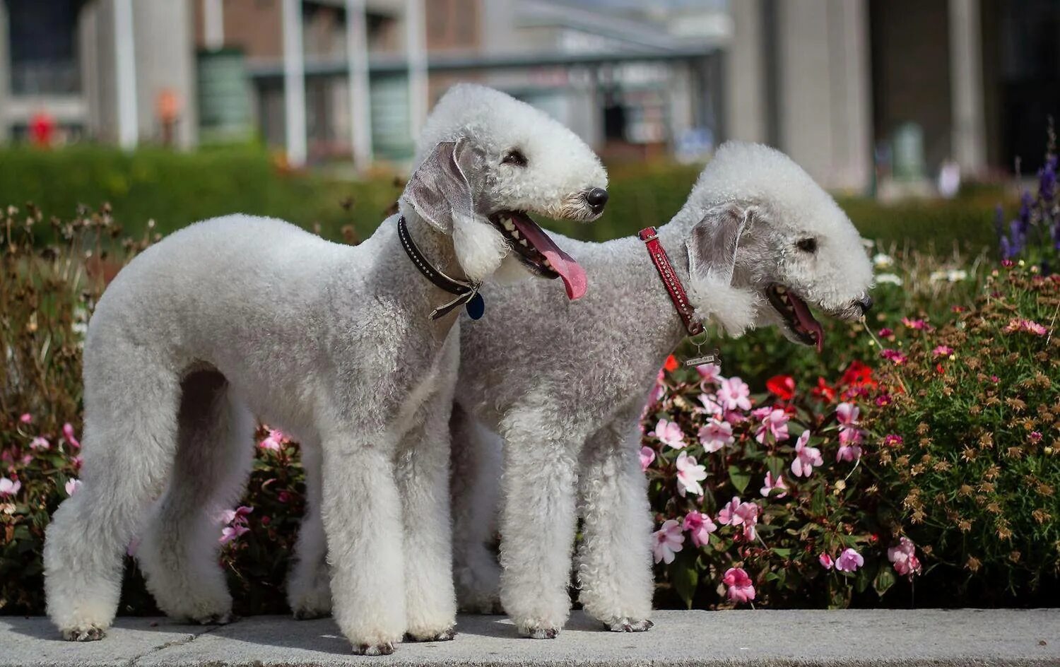 Бедлингтон-терьер (bedlington terrier). Бедлингтон терьер. Бедлингтон терьер нестриженный. Бедлингтон терьер нестриженный. Бедлингтон терьер.