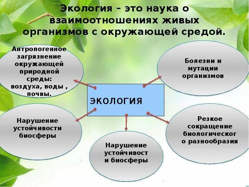 Значение экологической среды