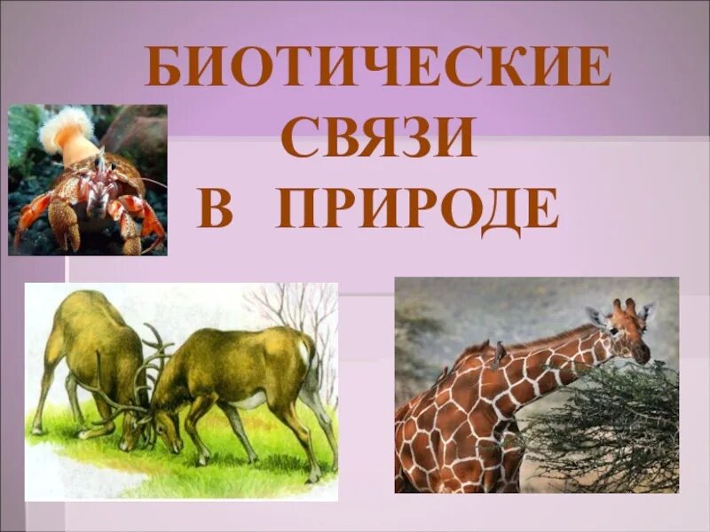 Корова человек тип биотических. Биотические связи в природе. Биотипические отношения. Биотические отношения в природе. Факторы живой природы симбиоз.