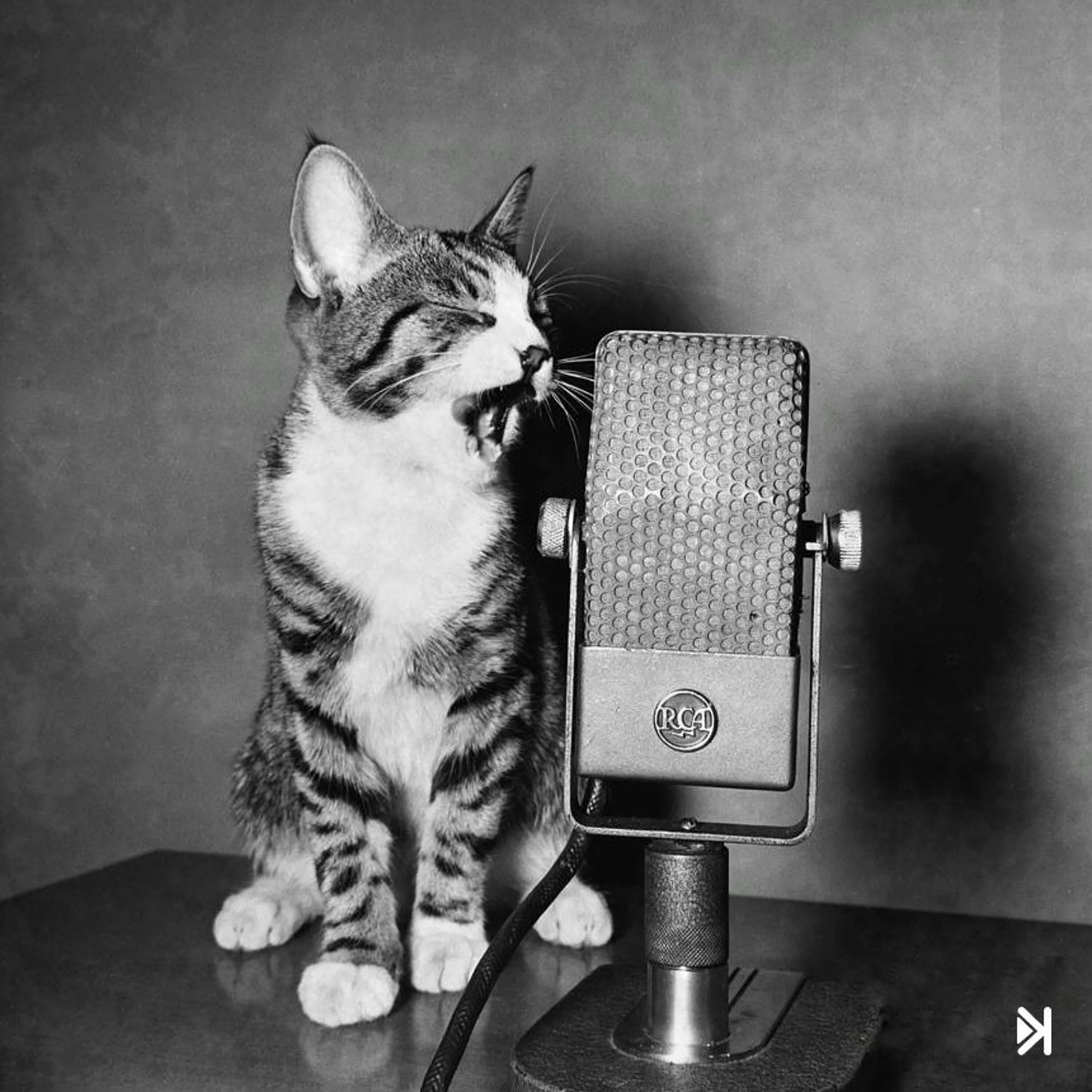 Включи кота радио версия. Включи кота радио версия. Коты и радио. Коты и радио. День радио.