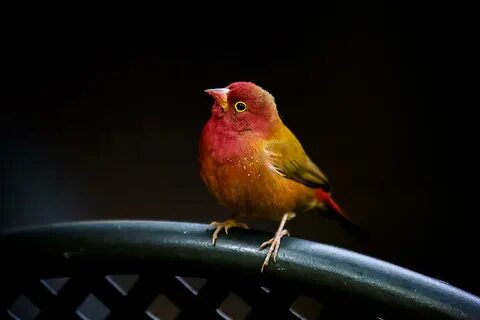 Red bill