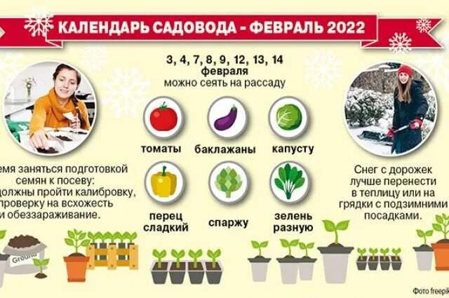 Когда садить рассаду в феврале 2025