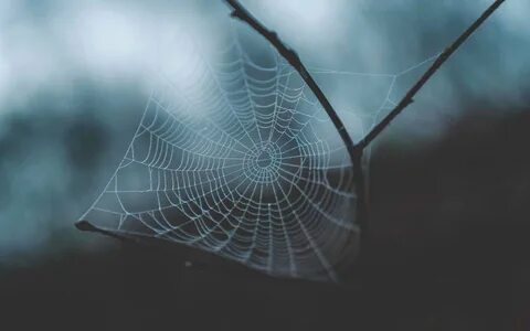 U webs