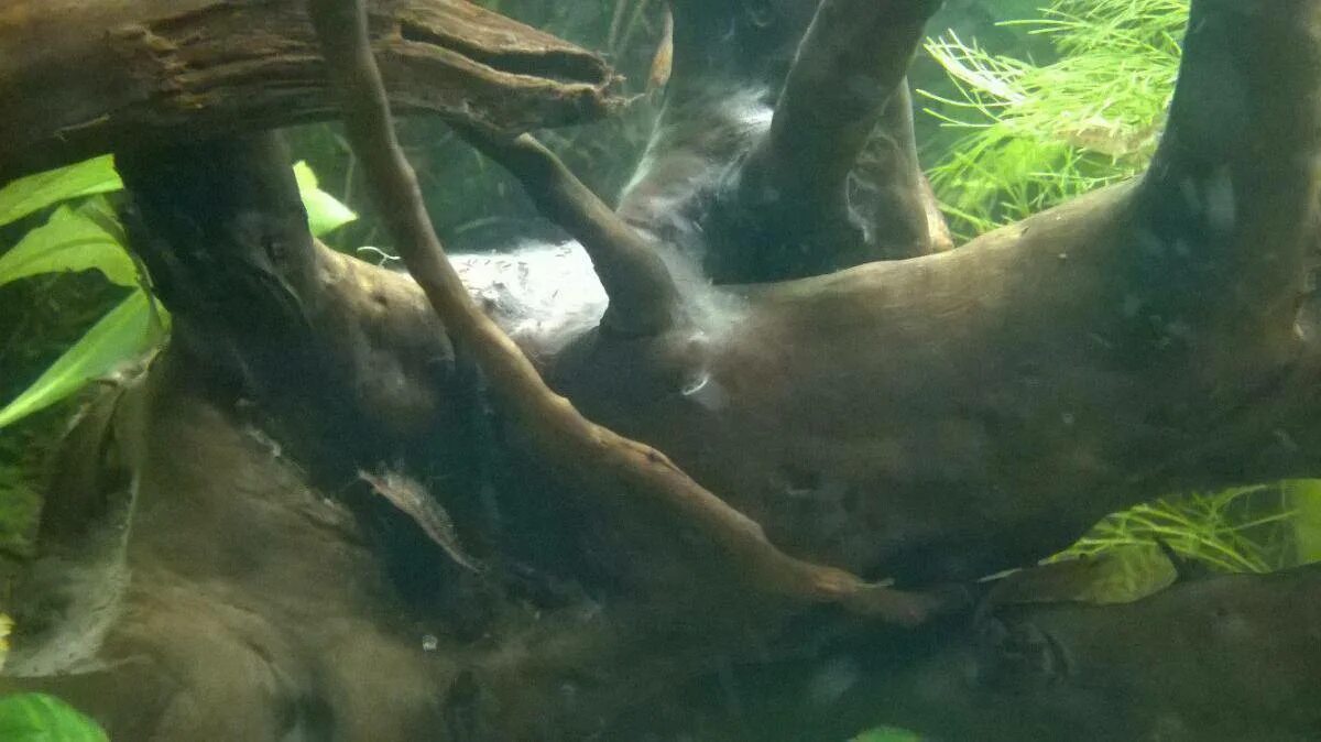 Креветочник с трубами чолла. Водоросли на коряге. Мох на коряге в аквариуме. Налет на корягах. Бактериальный налет на коряге.