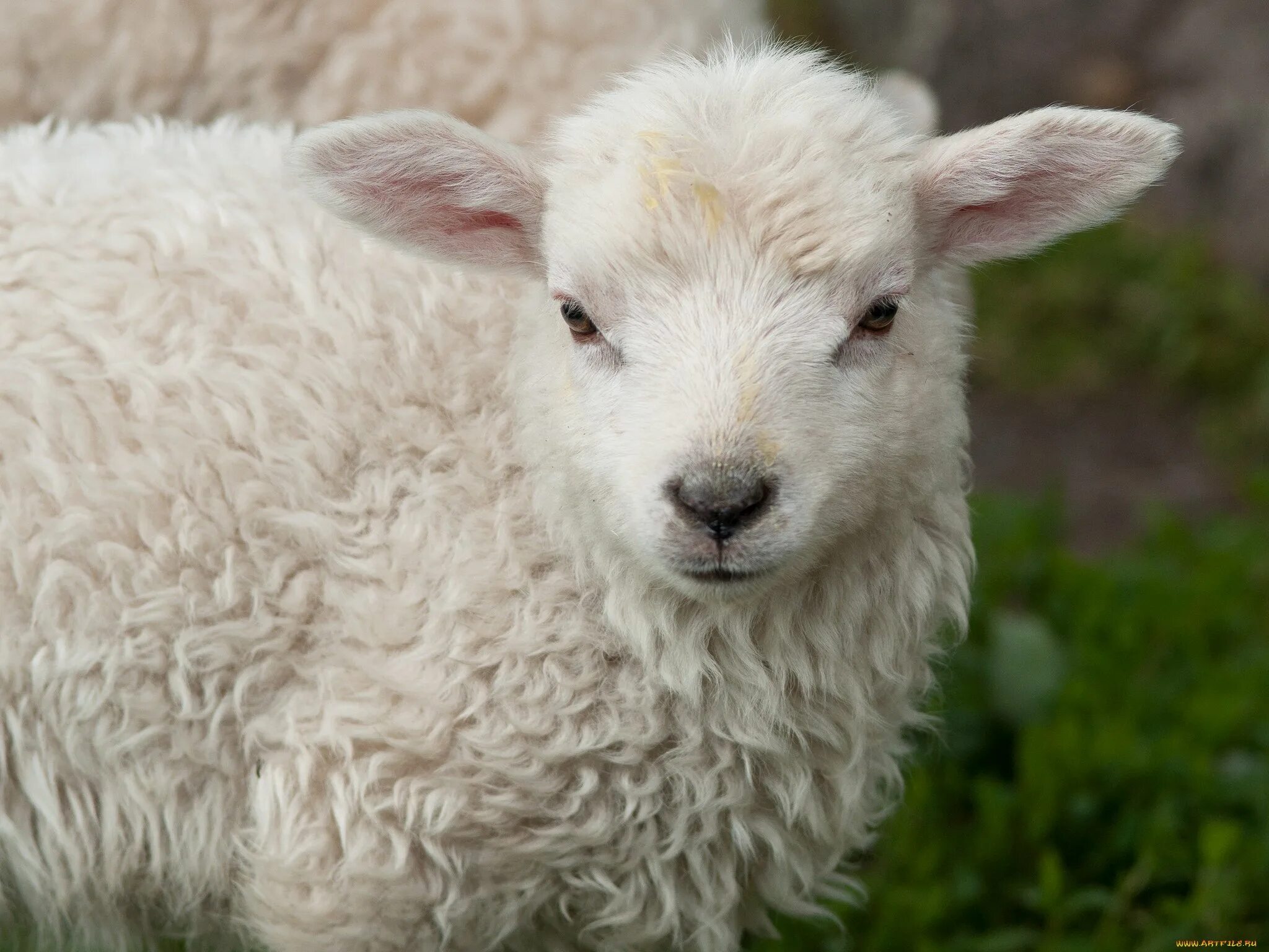 Двухнедельный ягненок. Двухнедельный ягненок. Маленькие ягнята. Тосканский ягненок. Овечка породы керли.