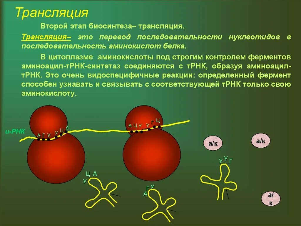 Трансляция второй этап