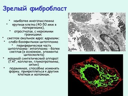 Фибробласты строение