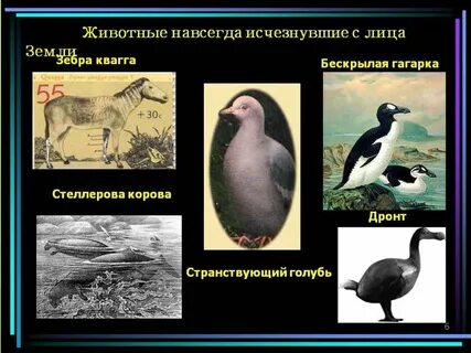 Красная книга черные страницы растения
