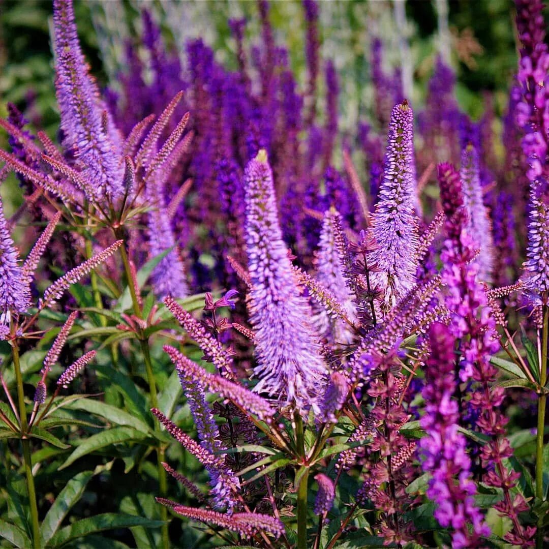 Вероникаструм виргинский адорейшн. Вероникааструм. Вероникаструм виргинский адоратион. Вероникаструм виргинский. Вероникаструм виргинский fascination.