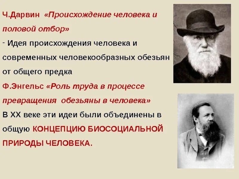 Происхождение человека. Теория Энгельса о происхождении человека. Происхождение человека и половой отбор Дарвин. Ф Энгельс теория происхождения человека.