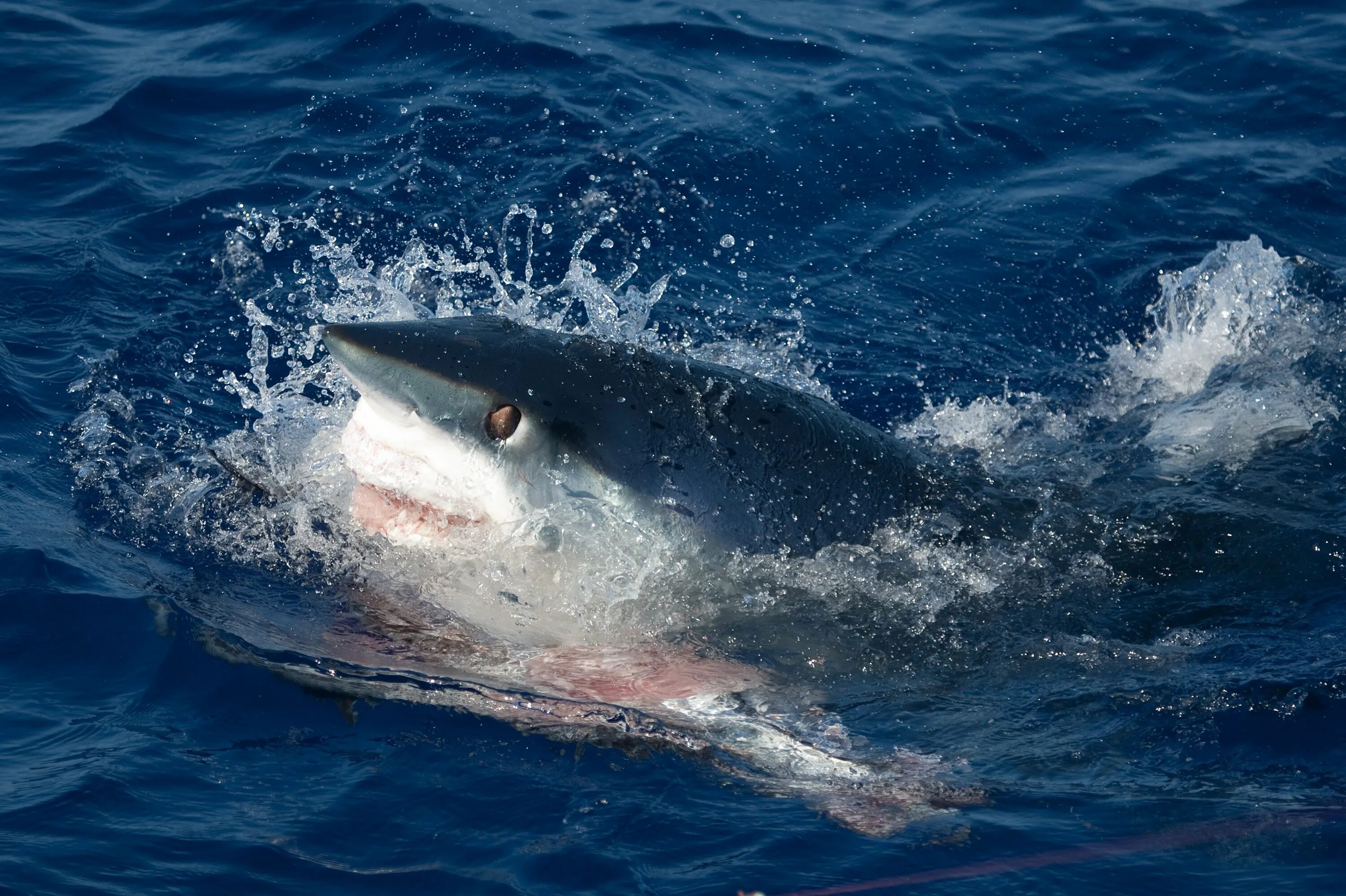 Самая большая белая акула в мире. Белая акула кархародон. Акула тигровая акула. Морские хищники. Белая акула кархародон.