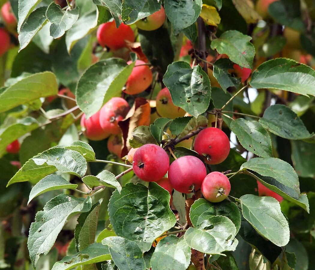 Яблоня сливолистная (Malus prunifolia). Яблоня китайская сливолистная. Яблоня сливолистная "китайка Золотая ранняя". Китайка Керр дерево.