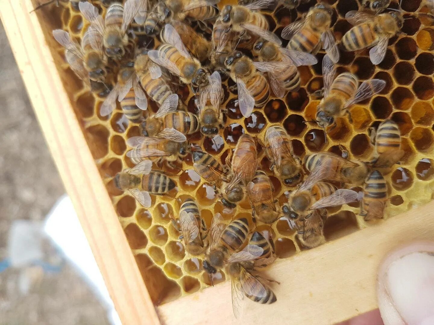 Пчелиная матка Бакфаст. Бакфаст порода пчел. Матка пчелы Бакфаст. Бакфаст b200. Какая порода пчел
