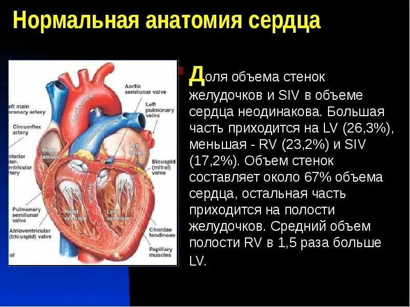 Анатомия сердца содержание всех серий. Объем сердца. стенки желудочков сердца. доли сердца.