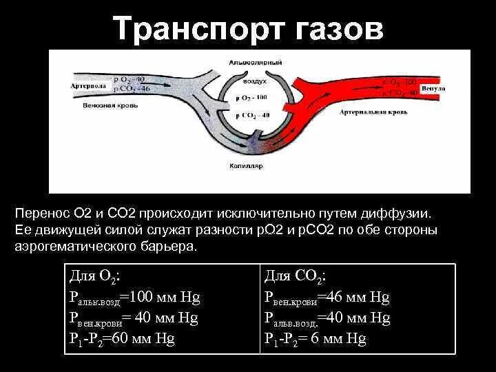 Транспорт газов о2 и со2 кровью. Транспорт газов кровью физиология. Транспорт газов крови газообмен. Транспорт газов кровью кратко. 3 перенос газов кровью