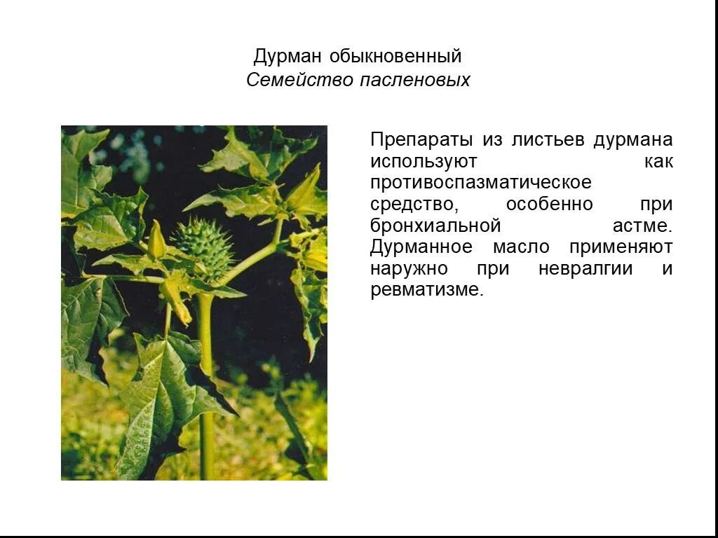 Дурманная