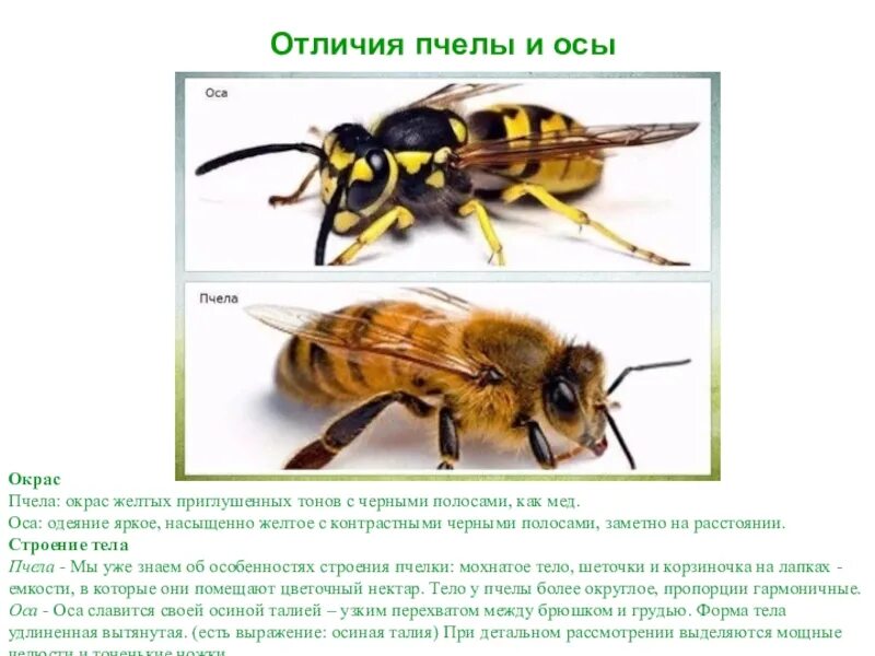 Различия пчел. Осы пчелы шмели Шершни разница. Оса и пчела различия. Различие пчел и ОС. Отличие пчел от ОС.