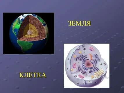 Клетки почвы