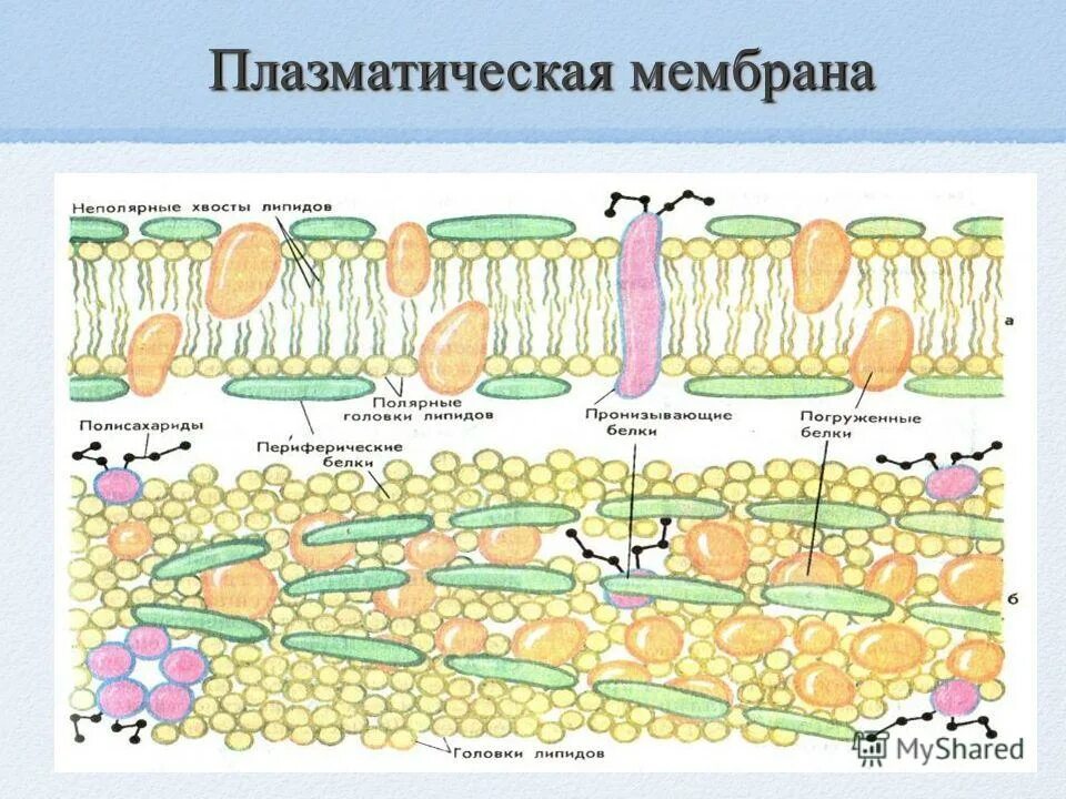 Эукариотическая клетка плазматическая мембрана