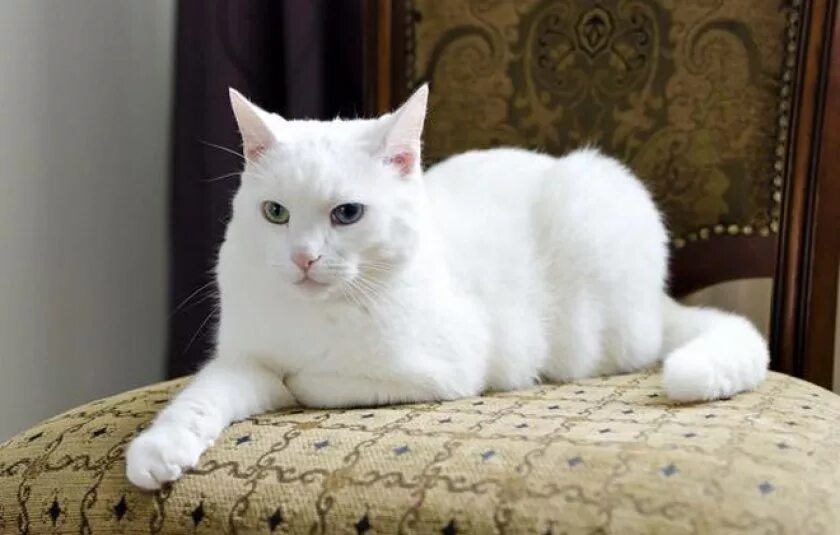 Европейская короткошерстная кошка белая. Ангорская кошка короткошерстная. Сибирская ангорка гладкошерстная. Турецкая ангорская кошка короткошерстная. Біла з