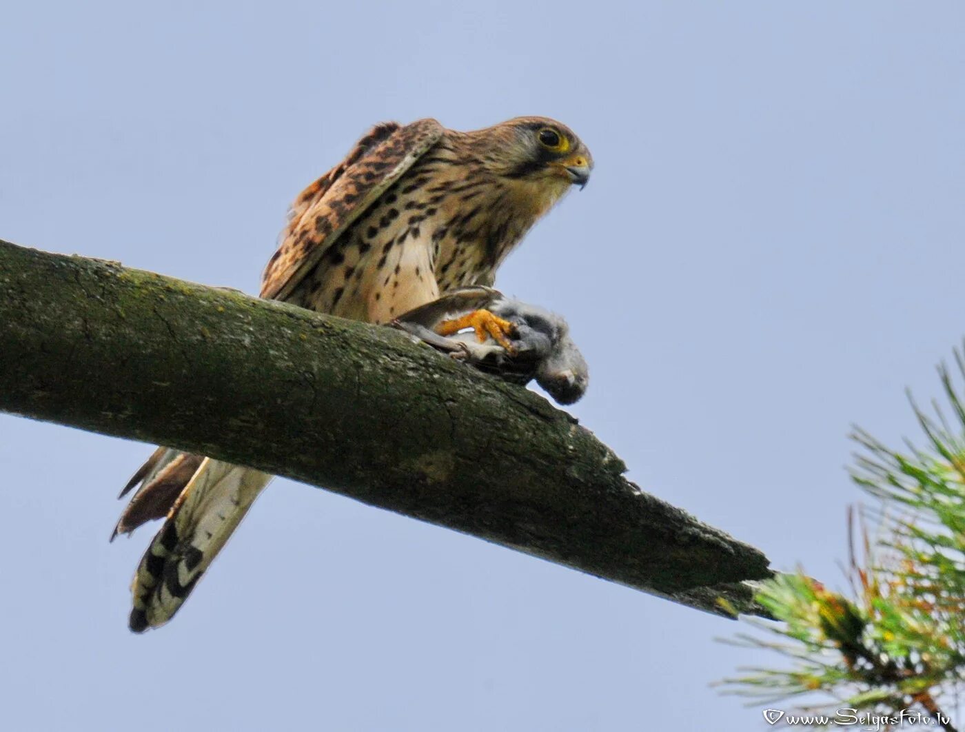 кречет пустельга. даурский сокол балобан. сокол пустельга. соколиные. маврикийская пустельга.