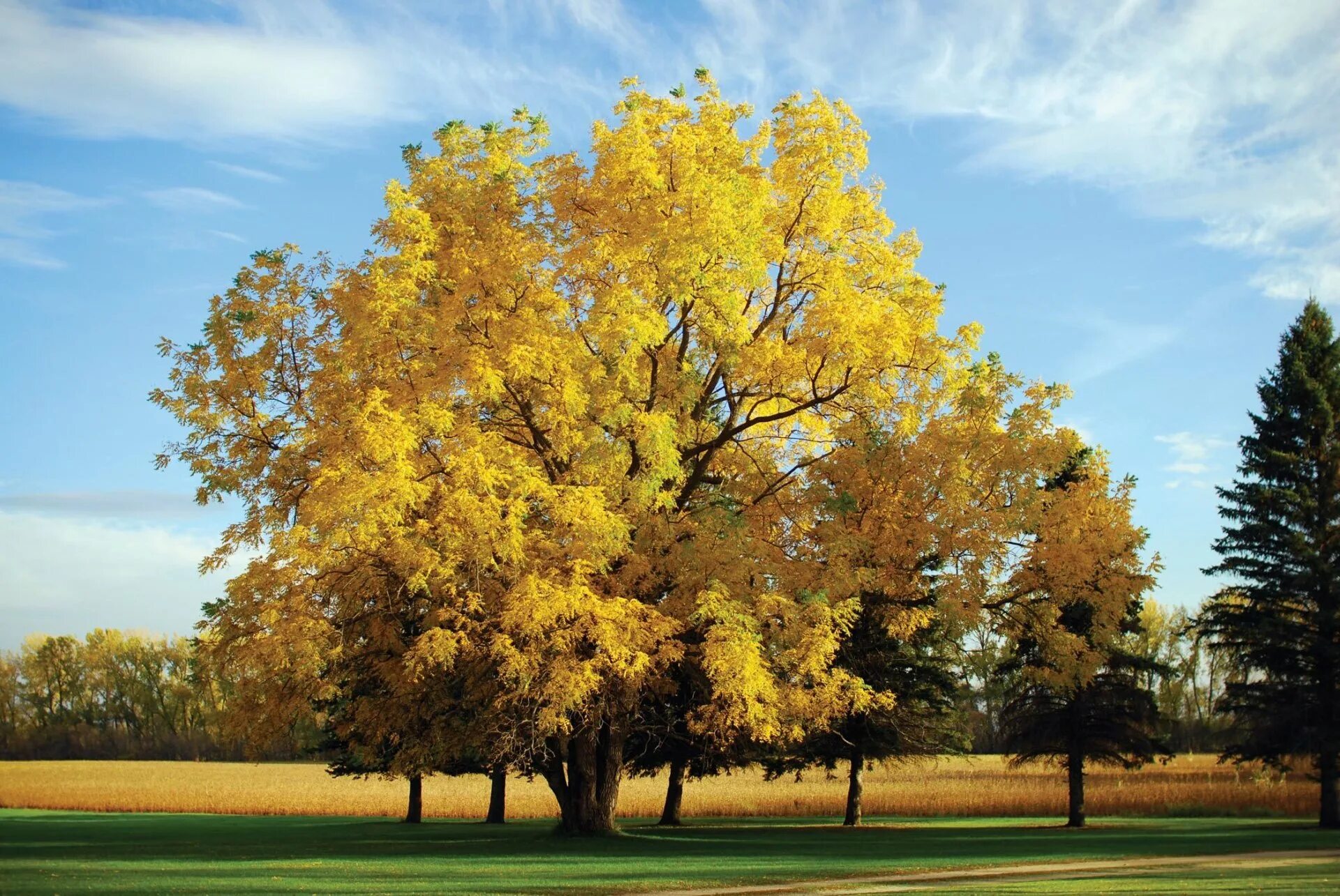Yellow tree